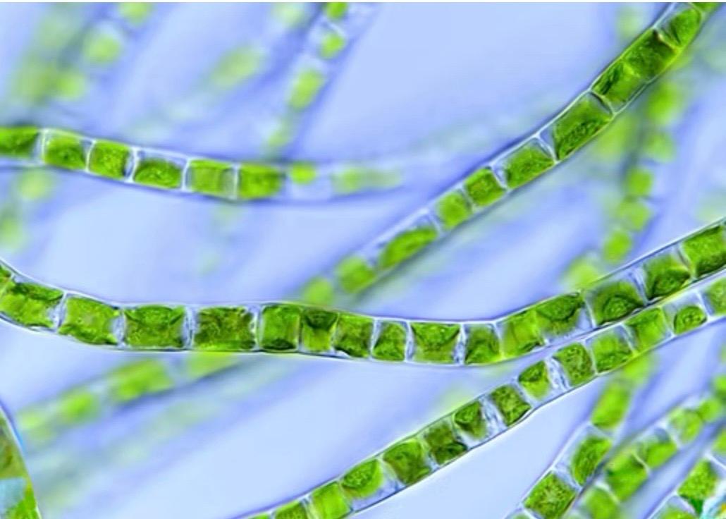Klebsormidium flaccidum var. ZL01, the whole plant organism in Zivolife, showing the carotenoid and chlorophyll-rich profile that supports immune function.