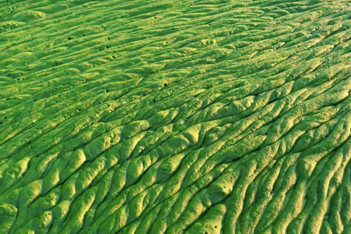 Heavy metals, the gut, and why Klebsormidium flaccidum is the most interesting organism in this conversation